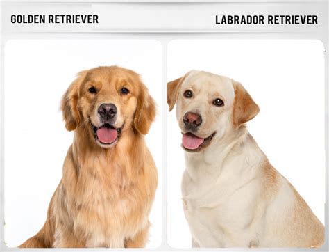 what are the dogs that look similar to labrador retriever